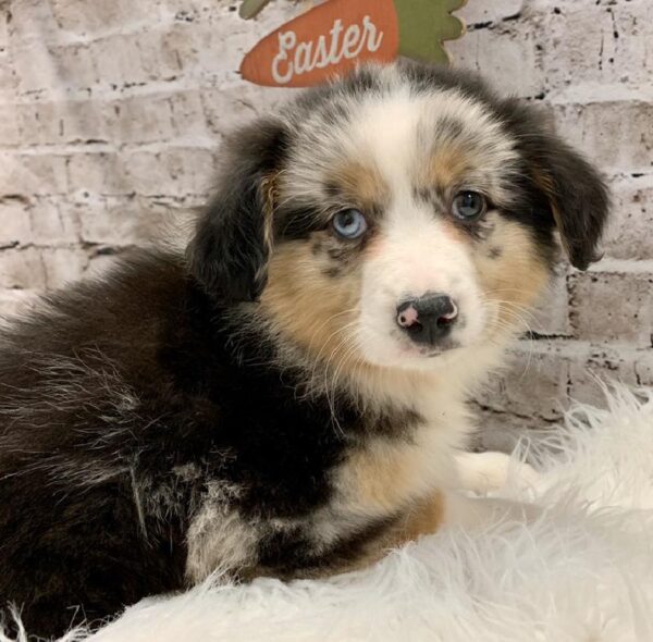 Australian Shepherd-DOG-Female-Blue Merle-5082-Petland Robinson, Pittsburgh, PA