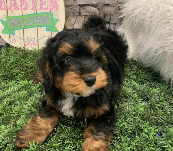 Mini Bernadoodle DOG Male Black / Rust 5075 Petland Robinson, PA