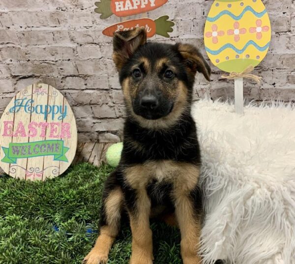 German Shepherd DOG Female Black / Tan 5076 Petland Robinson, PA