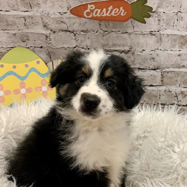 Australian Shepherd DOG Female Black White / Tan 5116 Petland Robinson, PA