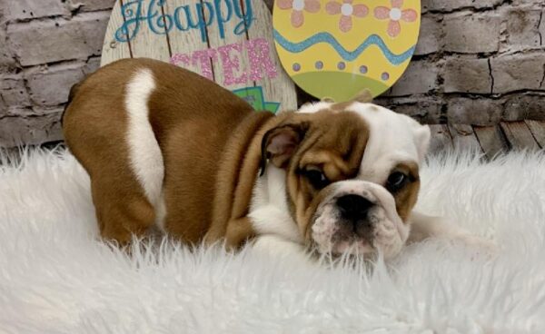 English Bulldog DOG Male Red / White 5117 Petland Robinson, PA