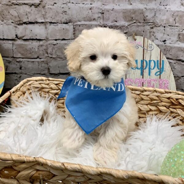 Maltipoo-DOG-Male-Cream-5074-Petland Robinson, PA