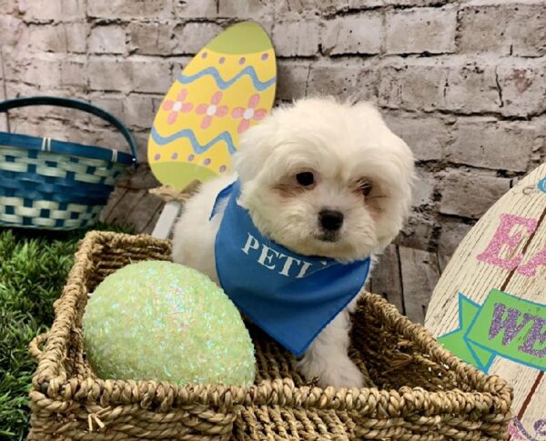 Peekapoo-DOG-Male-White-5081-Petland Robinson, Pittsburgh, PA