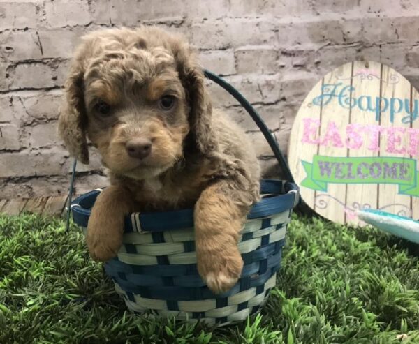 Cockapoo DOG Male Black / Tan 5078 Petland Robinson, PA