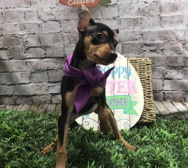 Min Pin DOG Female Black and Rust 5087 Petland Robinson, PA