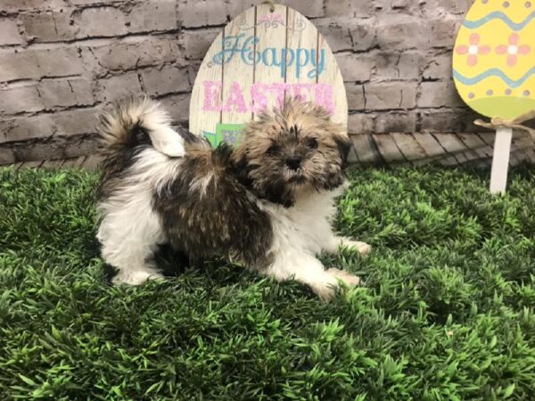 Shorkie DOG Male Gold and White 5090 Petland Robinson, PA