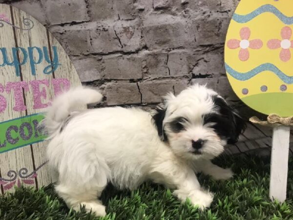 Teddy Bear DOG Male White 5088 Petland Robinson, PA