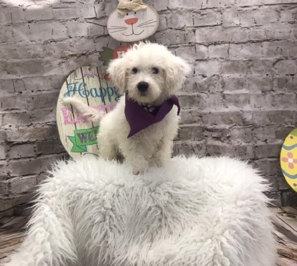 Bichon-DOG-Female-White-5092-Petland Robinson, Pittsburgh, PA