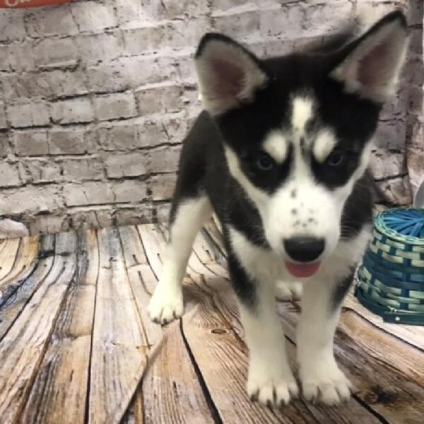 Siberian Husky-DOG-Male-Black and White-5094-Petland Robinson, Pittsburgh, PA