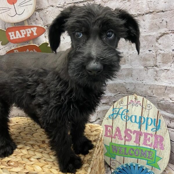 Giant Schnauzer-DOG-Male-Black-5085-Petland Robinson, Pittsburgh, PA