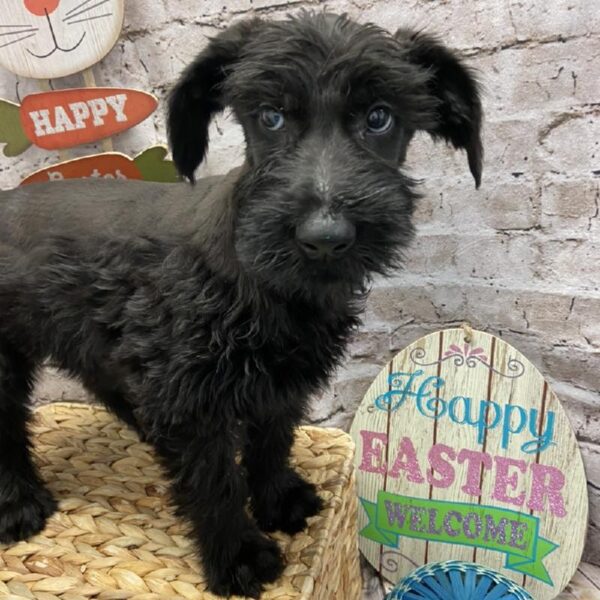 Giant Schnauzer DOG Male Black 5085 Petland Robinson, PA