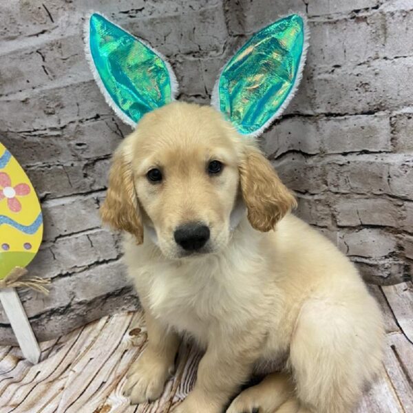Golden Retriever-DOG-Male-Golden-5086-Petland Robinson, Pittsburgh, PA