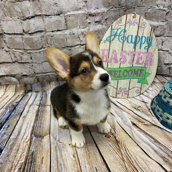 Pembroke Welsh Corgi DOG Male Black and Tan 5089 Petland Robinson, PA