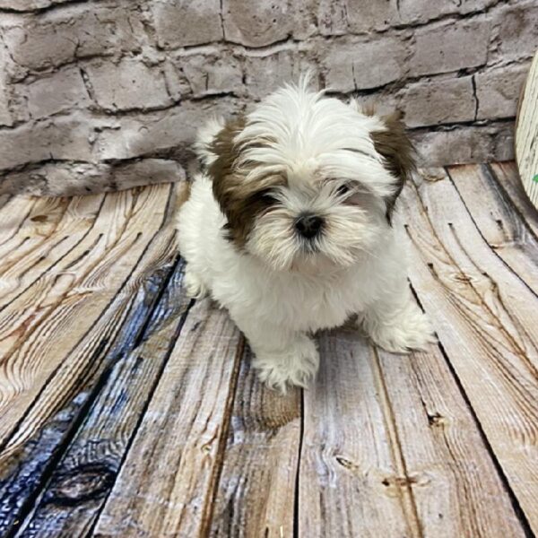 Lhasa Apso-DOG-Female-Red Gold-5084-Petland Robinson, Pittsburgh, PA