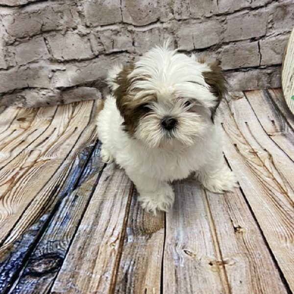 Lhasa Apso DOG Female Red Gold 5084 Petland Robinson, PA