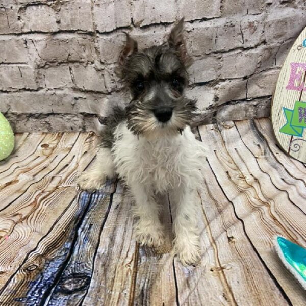 Mini Schnauzer-DOG-Female-Black and Silver-5095-Petland Robinson, Pittsburgh, PA