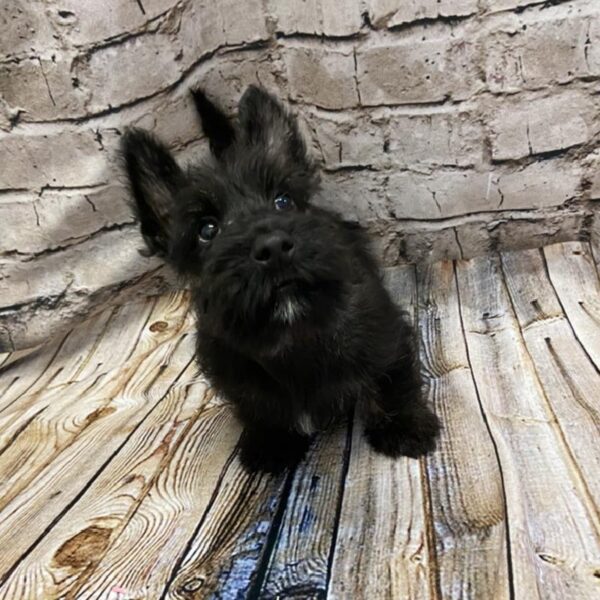 Scottish Terrier-DOG-Male-Black-5093-Petland Robinson, PA