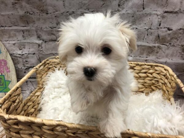 Havamalt DOG Female White 5118 Petland Robinson, PA