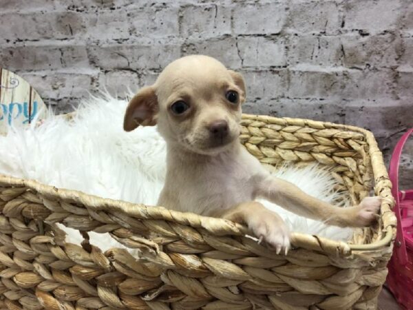 Chihuahua DOG Male Fawn 5119 Petland Robinson, PA