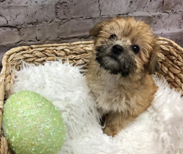 Yochon-DOG-Female-Gold-5120-Petland Robinson, Pittsburgh, PA