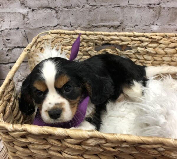 Cavalier King Charles Spaniel-DOG-Female-Black White / Tan-5121-Petland Robinson, Pittsburgh, PA