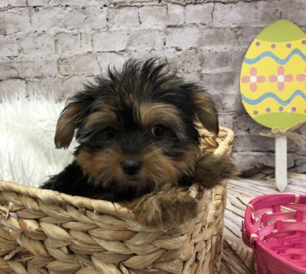 Yorkie DOG Female Black / Tan 5122 Petland Robinson, PA