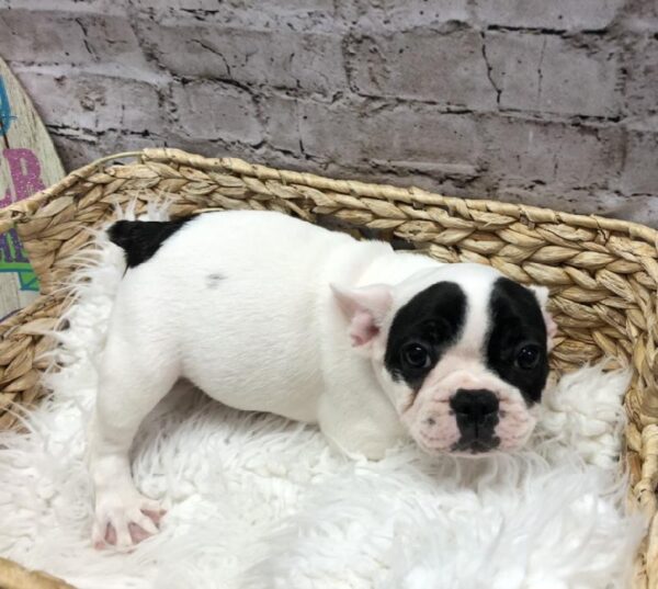 French Bulldog DOG Female Black 5123 Petland Robinson, PA