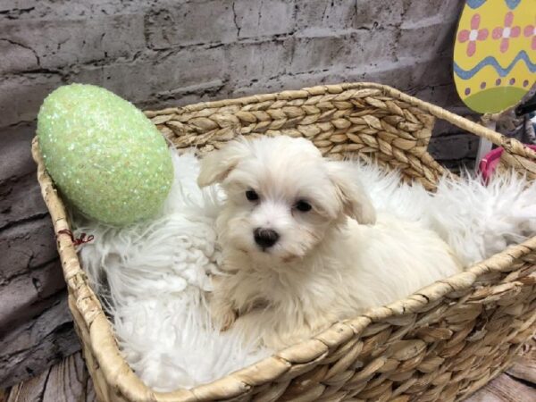 Maltese DOG Female White 5124 Petland Robinson, PA