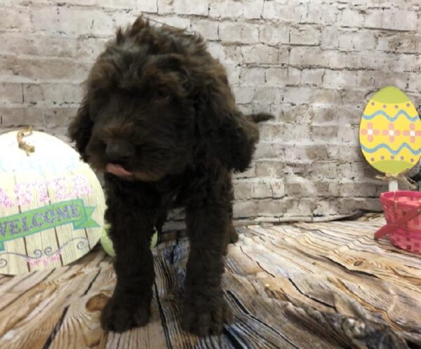 Newfie-poo-DOG-Male-Chocolate-5128-Petland Robinson, Pittsburgh, PA