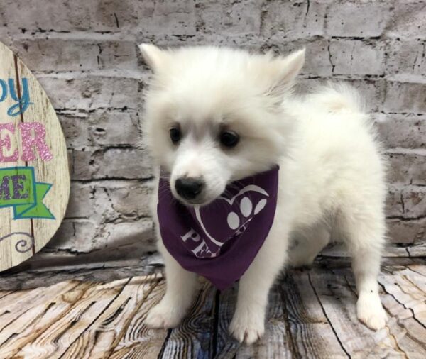 American Eskimo DOG Female White 5129 Petland Robinson, PA