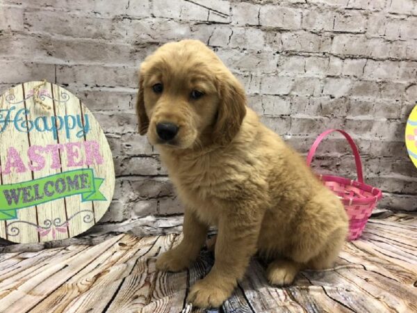 Golden Retriever DOG Female Golden 5130 Petland Robinson, PA