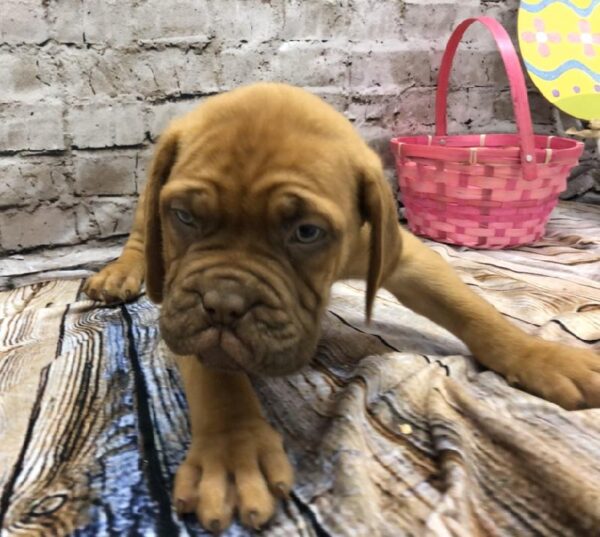 Dogue De Bordeaux-DOG-Female-Red-5126-Petland Robinson, PA