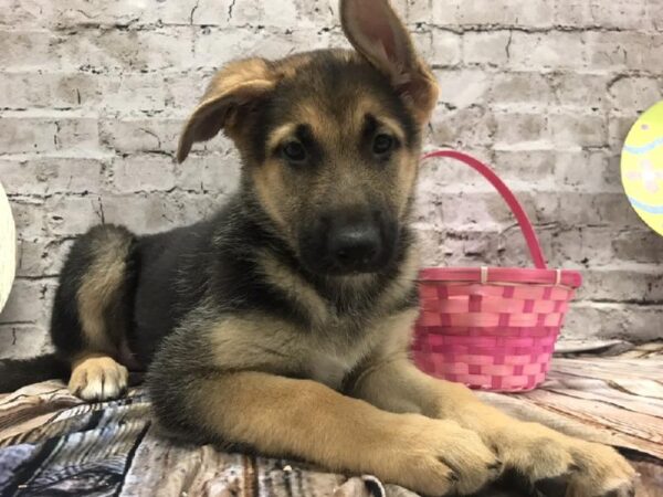 German Shepherd DOG Female Black / Tan 5131 Petland Robinson, PA