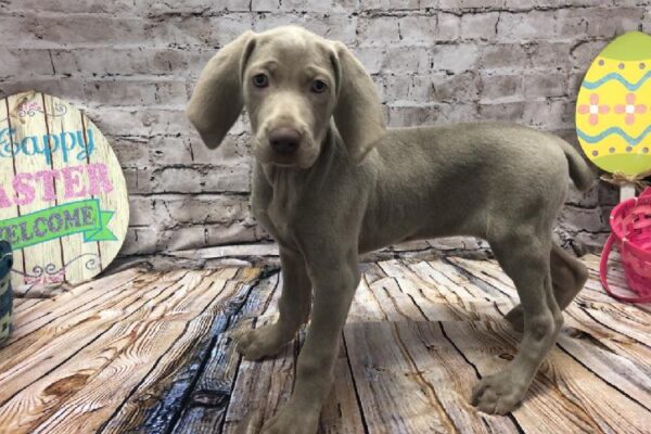 Weimaraner-DOG-Female-Silver Grey-5132-Petland Robinson, PA