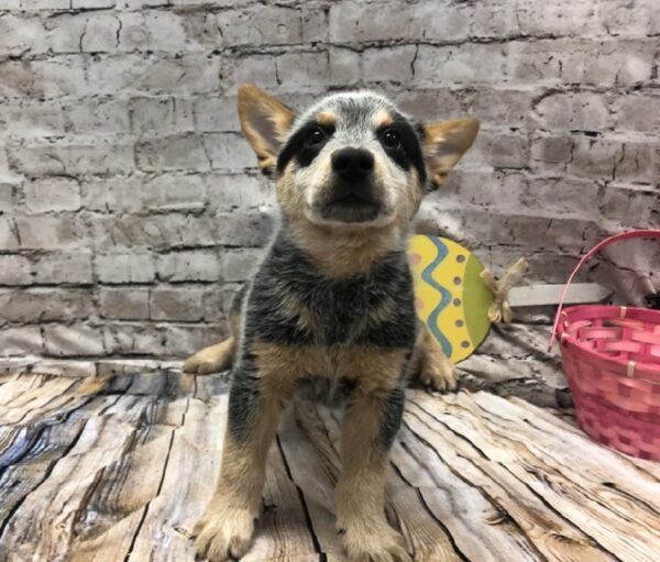 Australian Cattle Dog-DOG-Male-Blue Mottled-5136-Petland Robinson, Pittsburgh, PA