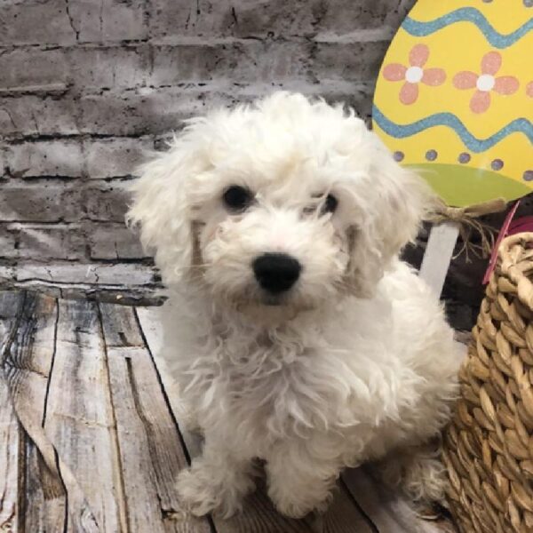 Bichon-DOG-Male-White-5137-Petland Robinson, Pittsburgh, PA