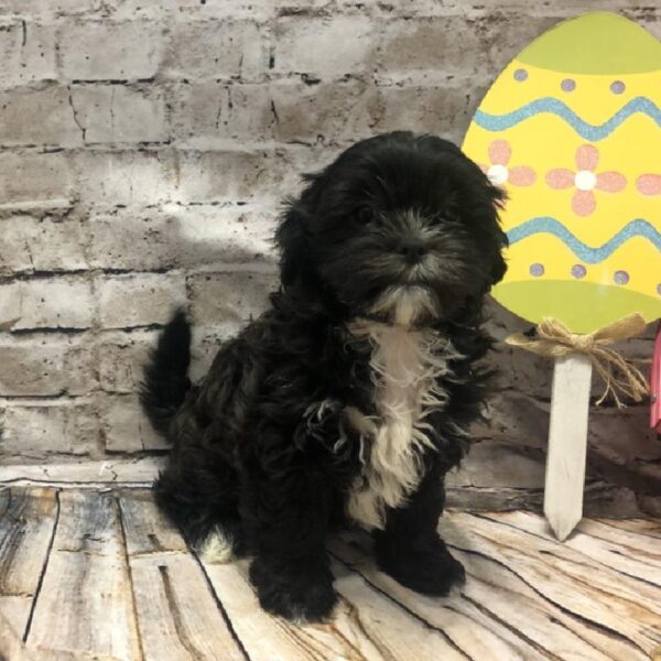 Teddy Bear-DOG-Female-Black-5138-Petland Robinson, PA