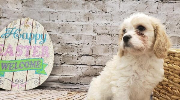 Cavachon DOG Male White and Cream 5134 Petland Robinson, PA