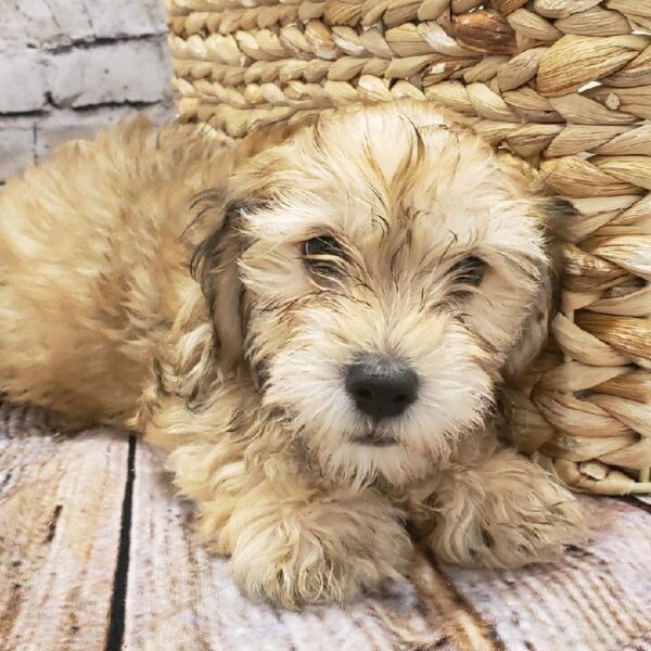 Yochon-DOG-Male-Gold-5133-Petland Robinson, Pittsburgh, PA