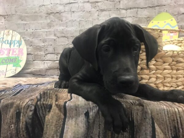 Great Dane-DOG-Male-Black-5158-Petland Robinson, PA