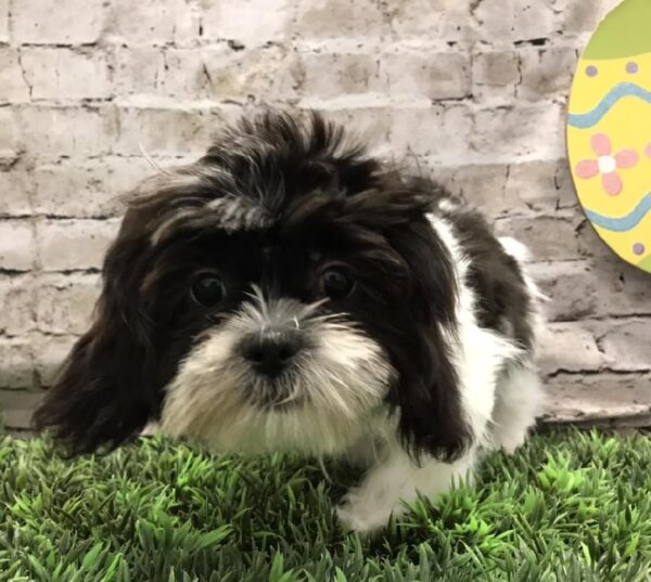 Shih Tzu DOG Female Black and White 4871 Petland Robinson, PA