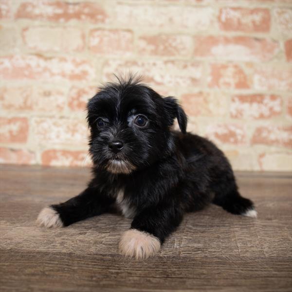 Shorkie-DOG-Female-Black-5160-Petland Robinson, PA