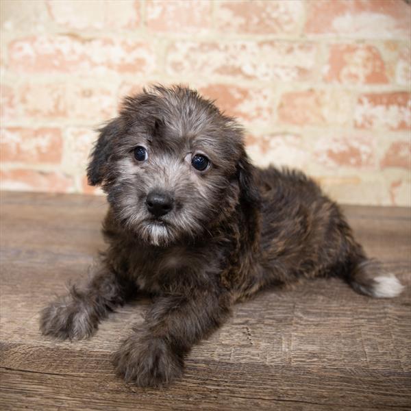 Yorkie-Poo-DOG-Female-Sable-5161-Petland Robinson, PA