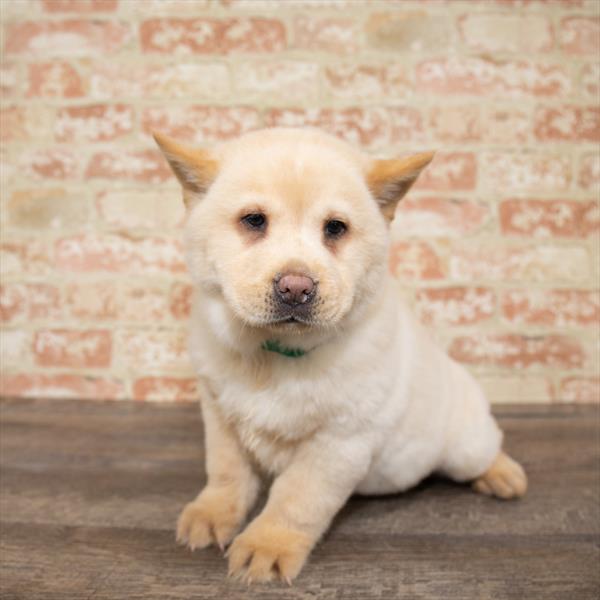 Chowsky 2nd Gen. DOG Male Cream 5162 Petland Robinson, PA