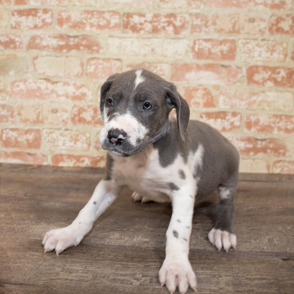 Great Dane-DOG-Female-Blue-5163-Petland Robinson, Pittsburgh, PA
