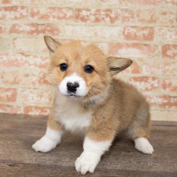 Pembroke Welsh Corgi DOG Female Red Sable 5164 Petland Robinson, PA