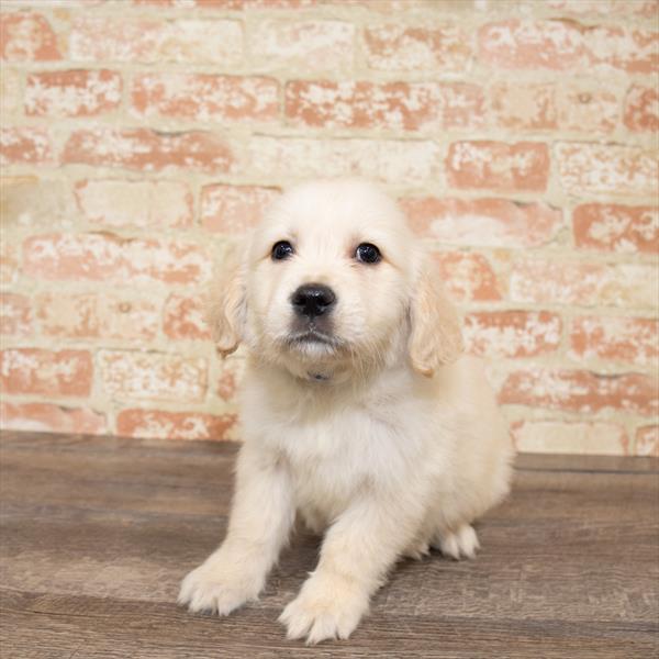 Golden Retriever DOG Male Golden 5165 Petland Robinson, PA