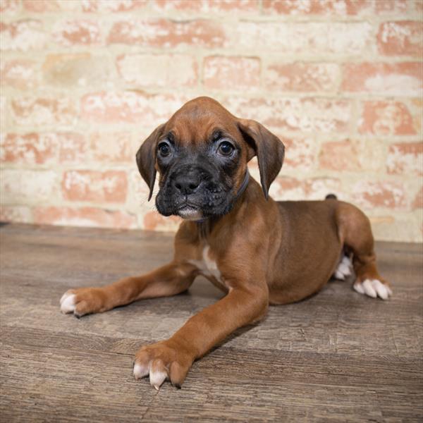 Boxer-DOG-Female-Fawn-5166-Petland Robinson, Pittsburgh, PA