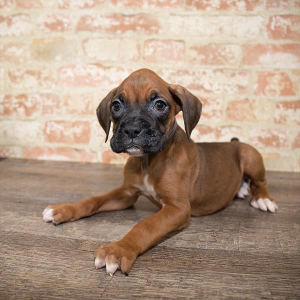 Boxer DOG Female Fawn 5166 Petland Robinson, PA