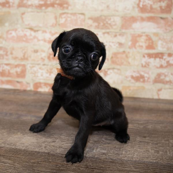 Pug-DOG-Female-Black-5167-Petland Robinson, PA